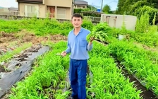 Vườn rau xanh mướt của chàng trai Việt tại Nhật Bản