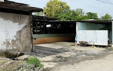 Từ đơn thư bạn đọc: Bất an với lò giết mổ gia súc trong khu nghĩa địa