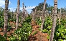 Chính thức đề xuất phương án gỡ vướng chuyện tiền sử dụng đất quá cao