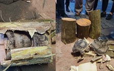 Thái Lan bắt giữ người Việt buôn lậu sừng tê giác từ châu Phi