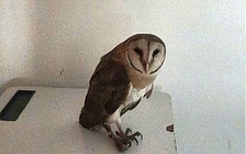 Chim cú lợn mắc lưới được giải cứu: 'Chúc bé sớm lành vết thương'