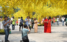 Đường mai tết đẹp lung linh ở Nhà văn hóa Thanh niên khi nào đón khách?