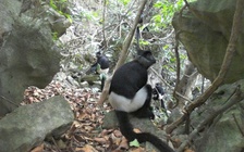 Những khoảnh khắc hiếm về voọc mông trắng cực kỳ nguy cấp ở Ninh Bình