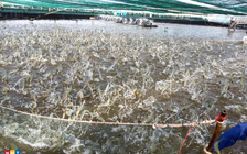 Vì sao dừng dự án chỉ dẫn địa lý tôm Bình Thuận?