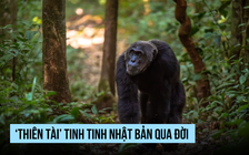 Tinh tinh 'thiên tài' qua đời ở Nhật Bản