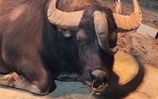 Trâu 3 sừng hiếm gặp ở Tuyên Quang: Không phải cày bừa, được nuôi như thú cưng