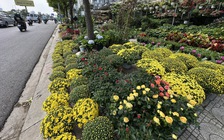 Bất ngờ giá hoa cúc mâm xôi giảm mạnh, vì sao?