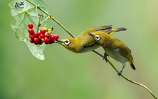 Khoảnh khắc hiếm của đôi chim vành khuyên quấn quýt bên nhau trong nắng sớm