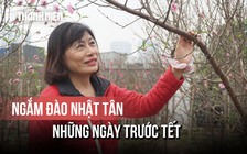 Không khí trước tết tại làng đào Hà Nội, khách ưa chọn đào huyền, tán tròn