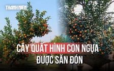 Cây quất tạo hình ngựa giá 30 triệu đồng, mất 7 năm trồng tại Hà Nội