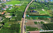 Làng quất cảnh bên phố Tuy Hòa: Chuyện chăm cây 2 năm, đợi một mùa tết