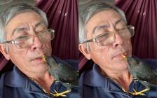 Chim sáo mỏ vàng tự bay đến 'ở nhờ', quấn quýt bên ông lão như người thân