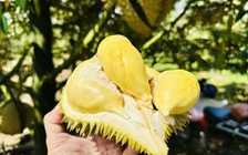 Sầu riêng được giá, rau quả tăng tốc ngay tháng đầu năm