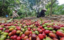 Làm gì để xuất khẩu nông sản lặp lại kỳ tích?