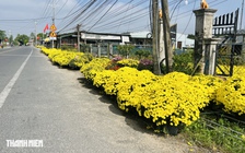 Hoa tết trải dài dọc đường đến thủ phủ Chợ Lách: Cảnh bất ngờ gây xúc động