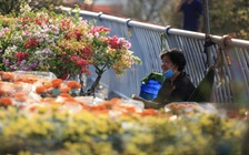 Chợ hoa tết Bình Đông 2026: Hơn 500 gian hàng, phố ông đồ có gì đặc biệt?