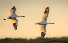 Nỗ lực bảo tồn sếu quý: Kinh nghiệm từ cuộc hồi sinh ngoạn mục ở Mỹ