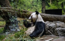 Người Nhật đổ xô ngắm gấu trúc lần cuối trước ngày chúng hồi hương Trung Quốc