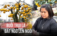 Bưởi trụi lá bất ngờ ‘lên ngôi’ dịp tết Bính Ngọ