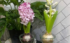 Hoa tiên ông có gì đặc biệt mà nhiều người tìm mua để trồng dịp tết?