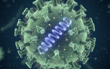 Virus Nipah nguy hiểm ra sao, cách phòng thế nào?