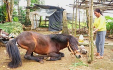 Chuyện con ngựa thồ tên Hồng trên cao nguyên Vân Hòa