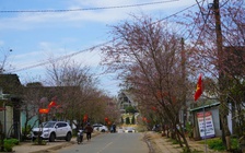 Nhiều người trẻ chọn 'tết tối giản', vì sao?