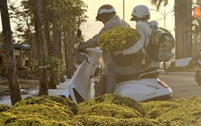 Hoa tết vượt lũ, nhà vườn nói thẳng: 'Chịu lỗ công để bà con có hoa chơi tết'