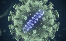 Lợn, bò, dê, trâu, chó, mèo đều có thể nhiễm virus Nipah