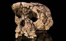 Phát hiện mới về tổ tiên loài người