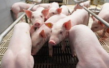 BAF Việt Nam: Cơ hội 'lội ngược dòng' sau chu kỳ biến động  của ngành chăn nuôi