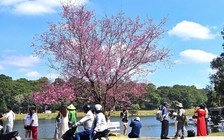 'Âm vang sắc hồng trên phố núi' Đà Lạt cuốn hút du khách