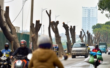 Hà Nội: Chặt hạ, dịch chuyển hàng xà cừ cổ thụ trên đường 70