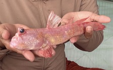 Chuyện lạ miền Tây: Cá thòi lòi màu hồng hiếm gặp xuất hiện ở Cà Mau