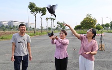 Vì sao bồ câu có thể đưa thư: Bí mật của 'vận động viên marathon bầu trời'