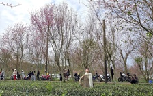 Diva Hồng Nhung, Quang Dũng biểu diễn tại Lễ hội mai anh đào - Đà Lạt