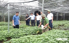 Định danh giá trị sâm Việt: Sâm 'dỏm' hay cái tên bị đánh tráo?