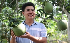 9X cho bưởi da xanh 'sinh đẻ có kế hoạch', thu khoảng 8 tỉ đồng/năm