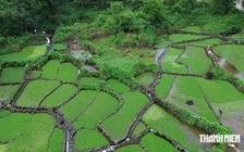 Mối lương duyên 'độc nhất vô nhị' giữa giếng cổ Chăm ngàn năm và loại rau lạ