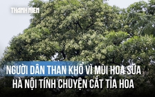 Tranh cãi mùi hoa sữa: Thoảng qua thì thơm, ở gần lại thành nỗi khổ