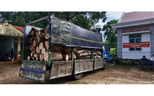 Phát hiện 451 cây rừng bị đốn hạ trái phép ở Gia Lai