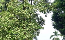 Hà Nội cắt tỉa chùm hoa sữa để giảm mùi hương
