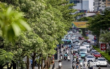 'Hoa sữa thôi rơi...', lòng người vẫn nhớ
