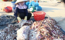 'Nghề lạ' mưu sinh ở Đà Nẵng: Nhặt hải sản dạt bán cho người nuôi tôm hùm