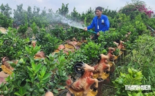 Quất tết độc, lạ 'cháy hàng' sớm