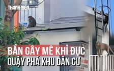 Dùng súng bắn thuốc gây mê khỉ đực hung dữ sau trận 'hỗn chiến' với chó béc giê