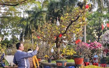 Chiêm ngưỡng dàn mai cổ thụ tiền tỉ tại chợ hoa Tết Bính Ngọ