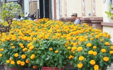 Bông thọ - mùi vị tết quê