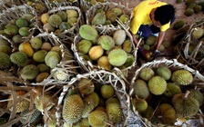 Người Trung Quốc đổi vị, sầu riêng Malaysia gặp khó
