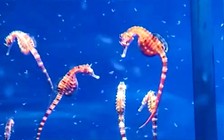 Năm Ngọ kể chuyện cá ngựa bố mang thai